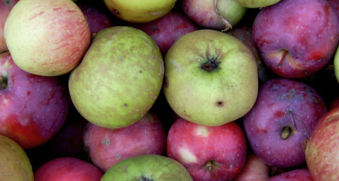 Bewährte Apfelsorten für Streuobstwiesen