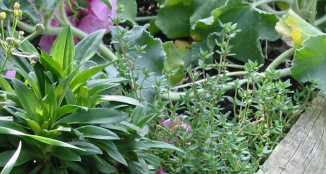 Permakultur im Garten 8: Tipps für Hochbeete